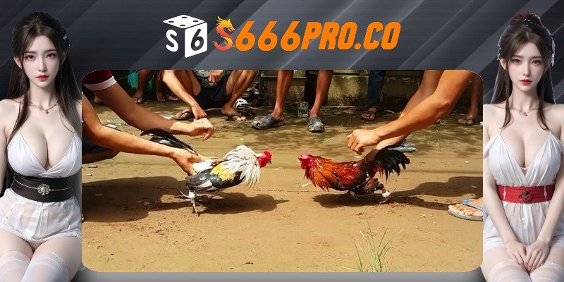 Bật mí cho bet thủ kinh nghiệm chơi đá gà S666 Bật mí cho bet thủ kinh nghiệm chơi đá gà S666