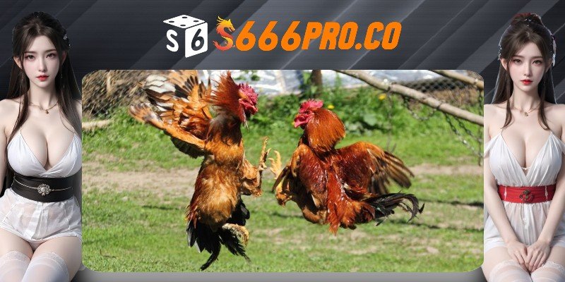 Đá gà S666 có những thể loại chọi kê nào? Đá gà S666 có những thể loại chọi kê nào?
