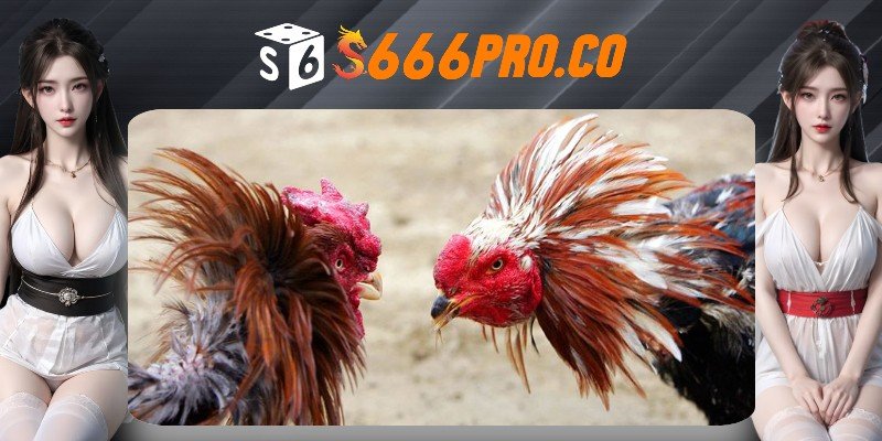 Giới thiệu một vài thông tin về Đá Gà S666 Giới thiệu một vài thông tin về Đá Gà S666