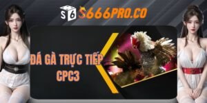 Thông tin về bộ môn đá gà trực tiếp CPC3 hấp dẫn