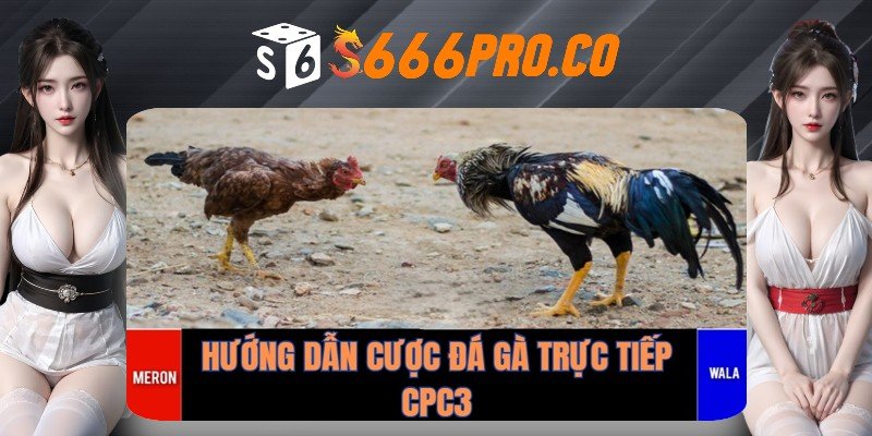 Cách thức tham gia đặt cược đá gà trực tiếp CPC3 Cách thức tham gia đặt cược đá gà trực tiếp CPC3
