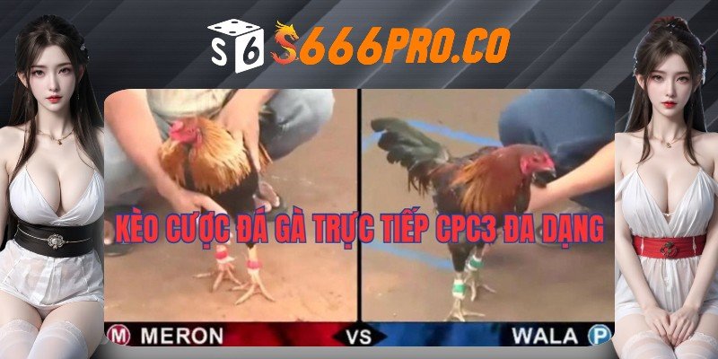 Lí do người chơi nên lựa chọn tham gia đặt được đá gà trực tiếp CPC3 tại S666 Lí do người chơi nên lựa chọn tham gia đặt được đá gà trực tiếp CPC3 tại S666