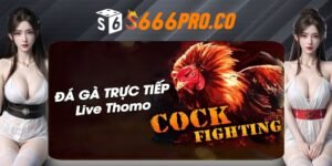 Thông tin về đá gà trực tiếp Thomo của nhà cái S666