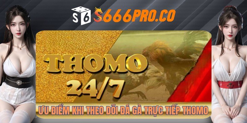 Lý do bạn nên theo dõi và đặt cược đá gà trực tiếp Thomo tại nhà cái S666 Lý do bạn nên theo dõi và đặt cược đá gà trực tiếp Thomo tại nhà cái S666