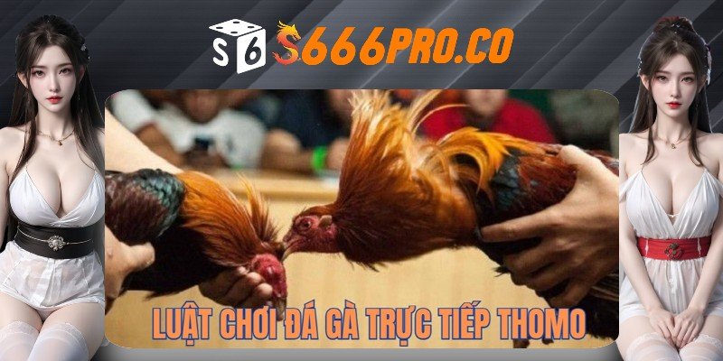 Luật chơi đá gà Thomo trực tiếp mà bạn nên hiểu rõ Luật chơi đá gà Thomo trực tiếp mà bạn nên hiểu rõ